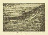 The Speckled Brook Trout (Salvelinus Fontinalis), Charles Hallock and Louis Rhead, 1902, facing 14, Speckled Brook Trout
